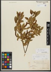 Foto von Salix triandra subsp. triandra L.